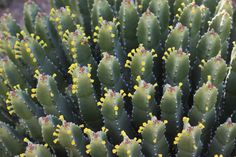 a close up view of a cactus with yellow flowers