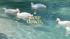 four ducks swimming in the water with a snow down sign above them that says, you're going find