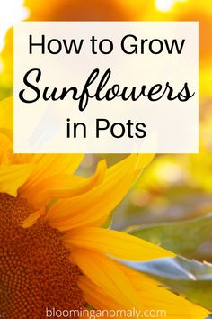 a sunflower with the words how to grow sunflowers in pots