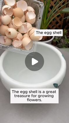 the egg shell is a great measure for growing flowers in containers with instructions on how to use them