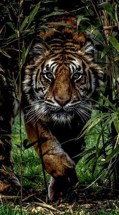 a tiger is walking through some tall grass