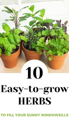 several potted plants with the words 10 easy to grow herbs