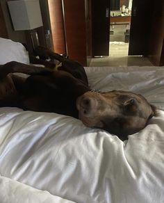 a dog laying on top of a white bed