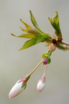 a branch with buds and leaves on it