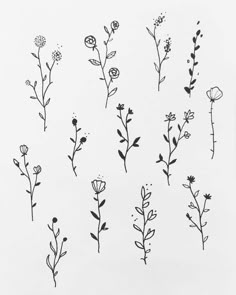 various flowers drawn in black ink on white paper, each with different stems and leaves