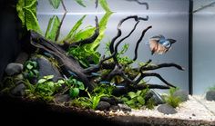 an aquarium with plants and rocks in it