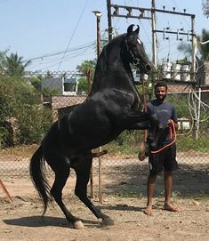 a man standing next to a black horse