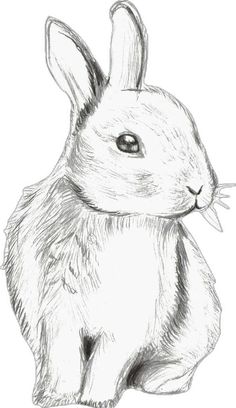 a drawing of a rabbit sitting down