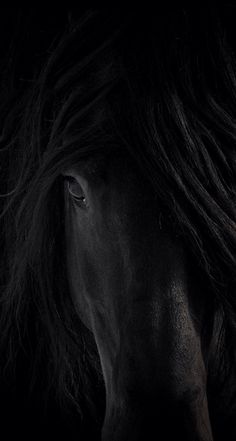 a black horse with long hair on it's face in the dark, looking straight ahead