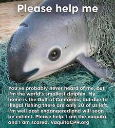 there is a dolphin that has its head stuck in the grass and it says please help me