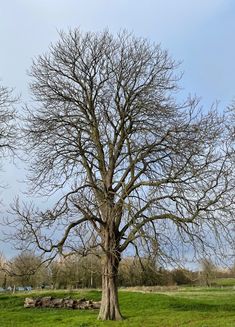 a large bare tree in the middle of a grassy field with no leaves on it