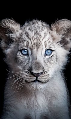 a white tiger cub with blue eyes looks at the camera while standing in front of a black background