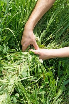 a person reaching for some grass in the middle of a field with their hands on it