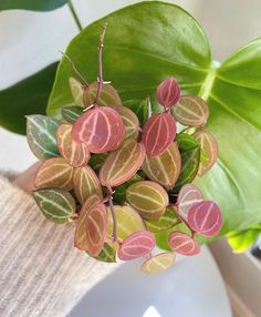 a potted plant with pink and green leaves