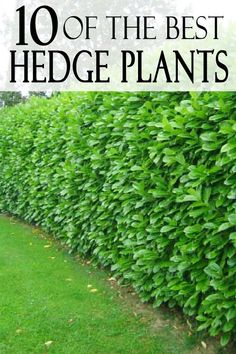 the top 10 best hedge plants to grow in your yard and garden, with text overlay