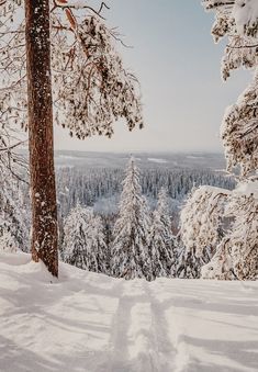 a person riding skis down a snow covered slope next to tall pine trees on a sunny day