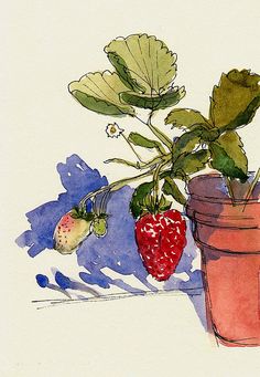 a watercolor painting of strawberries in a flower pot