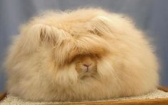 a fluffy white cat sitting on top of a wooden table