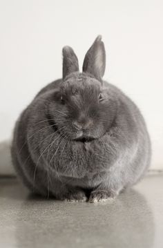 a gray rabbit sitting on top of a wooden floor