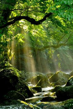 sunlight shining through the trees over rocks in a forest with water running down it's sides