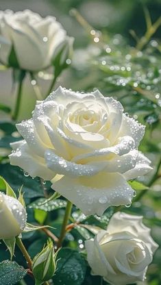 some white roses with water droplets on them