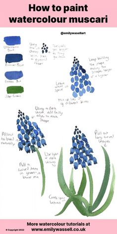 how to paint watercolour muscari