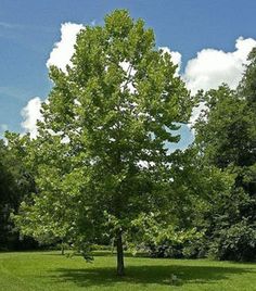 a lone tree in the middle of a grassy area with trees and bushes behind it