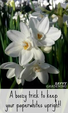 some white flowers are in the grass and there is a quote on it that says, a boozy trick to keep your paperwhites upright