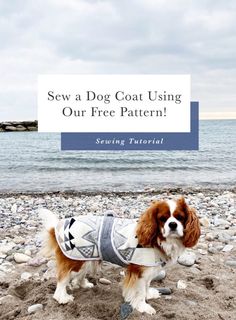 a brown and white dog wearing a sweater on the beach with text overlay saying sew a dog coat using our free pattern