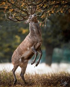 a deer jumping up into the air to catch something