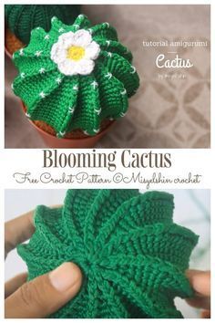 a crocheted pot holder with a flower on it and text that reads blooming cactus free crochet pattern