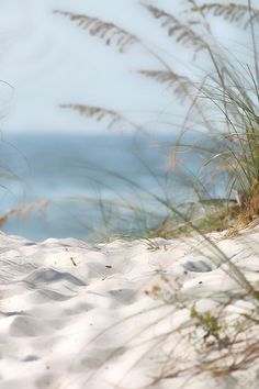 an animal that is laying down in the sand