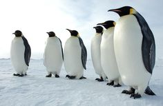 a group of penguins standing next to each other in the snow