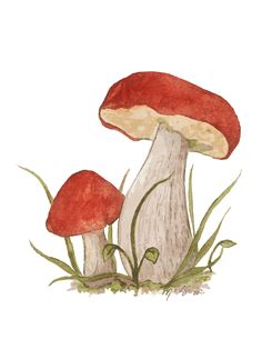 two mushrooms are sitting in the grass on top of each other and one is red