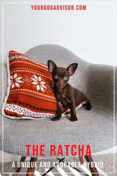 a small brown dog sitting on top of a gray chair next to a red and white pillow