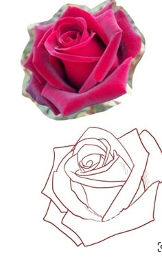 a drawing of a pink rose on a white background with the outline for it to be drawn