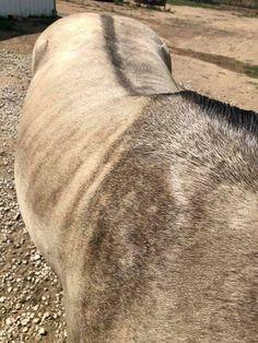 the back end of a horse's head on gravel