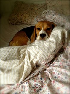 a beagle dog is laying in bed under the covers