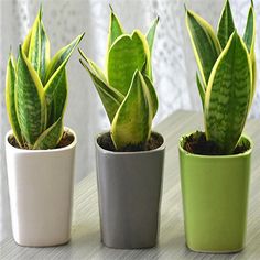 three potted plants sitting on top of a table