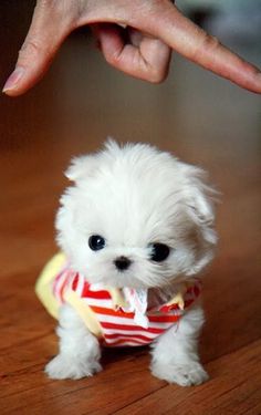 a small white dog sitting on top of a wooden floor next to a person's hand