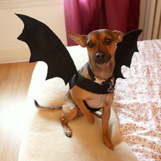 a small dog sitting on top of a bed with a bat costume on it's chest