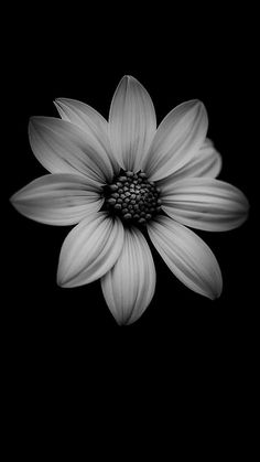 a black and white flower with a pink center on it's petals, in the dark