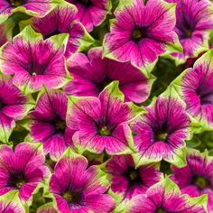 purple flowers with green leaves in the background