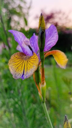 a purple and yellow flower is in the middle of some tall grass with other plants behind it