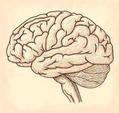 the human brain is drawn in black and white ink on a beige background stock photo