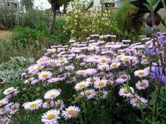 purple and white flowers in a garden next to a house