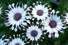 several white flowers with purple centers in the middle