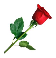 a single red rose with green leaves on a white background