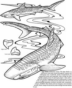 Welcome to Dover Publications Baby Great White Shark, Shark Facts, Adult Colouring Pages