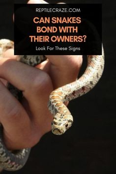 someone holding a snake in their hand with the caption can snakes bond with their owners?